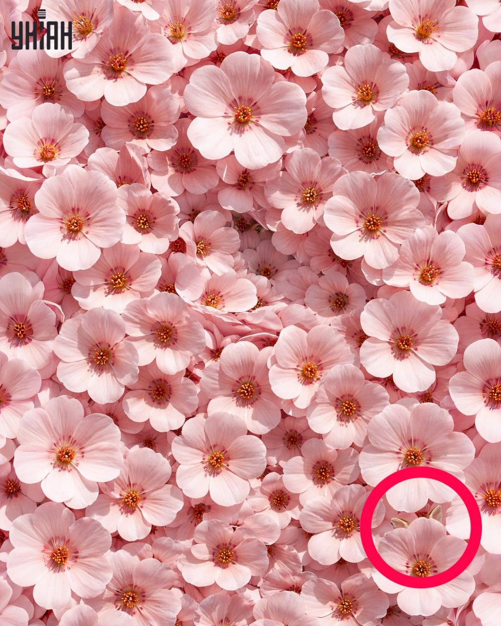 Le 1 % ljudi lahko v 11 sekundah najde zajca: presenetljivo zapletena optična iluzija