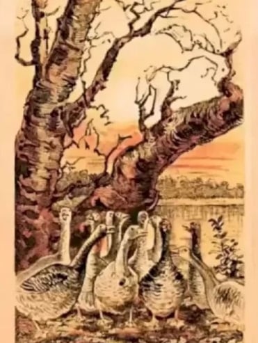 Optična iluzija Optična iluzija