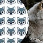 Le redki lahko najdejo volka: zanimiva ugankarska igra