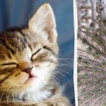 Vsi vidijo pava, le ljudje z visokim inteligenčnim količnikom pa